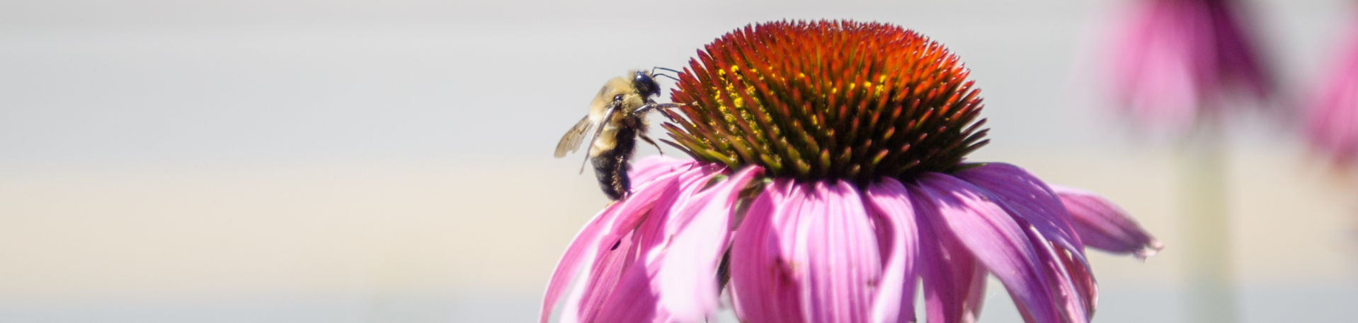 Kiosque pollinisateurs