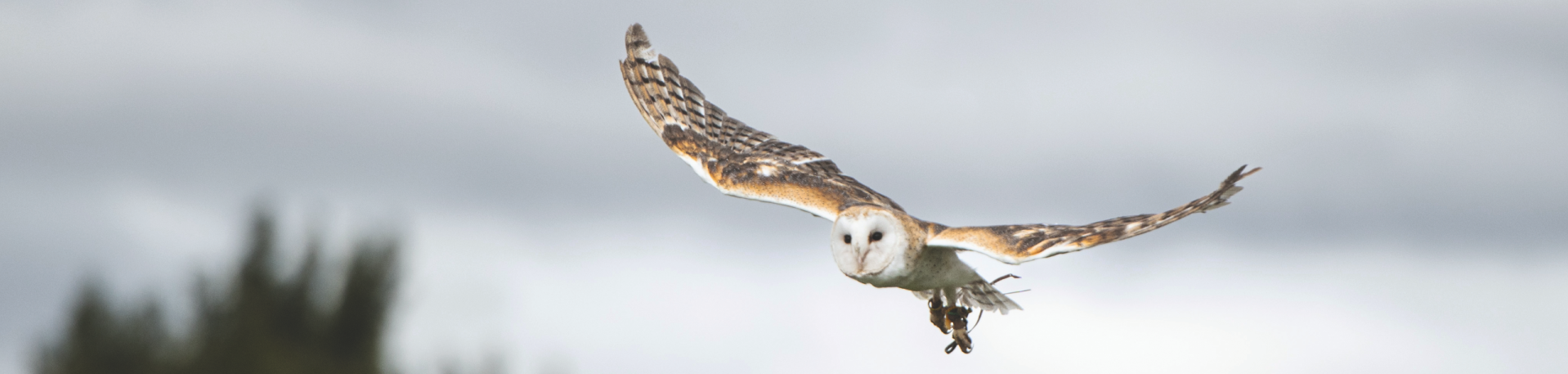 Acrobates du ciel