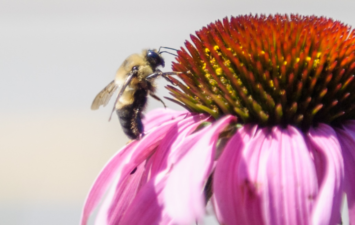 Kiosque pollinisateurs