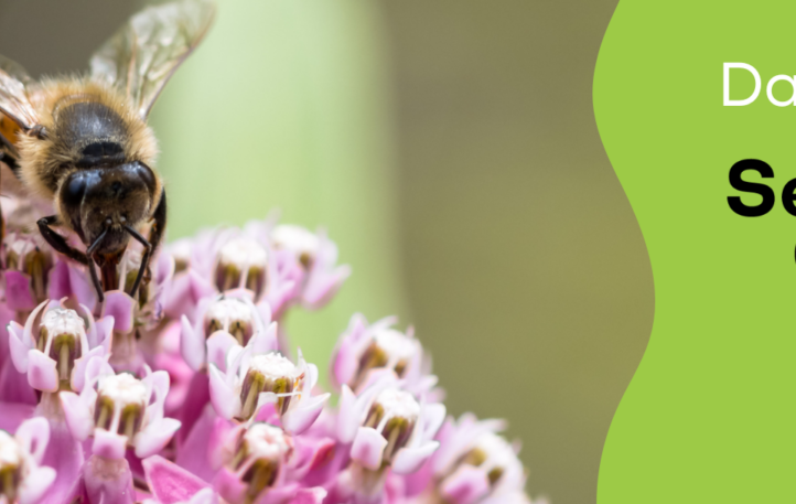 Sentier des pollinisateurs Bandeau site web 3