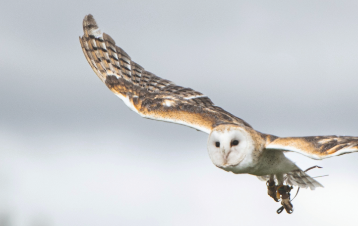 Acrobates du ciel