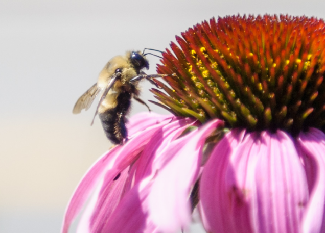 Kiosque pollinisateurs