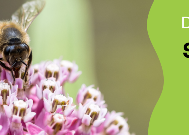 Sentier des pollinisateurs Bandeau site web 3