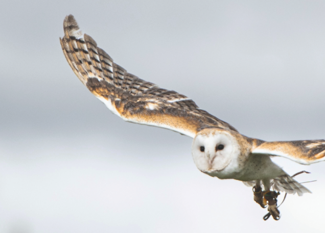 Acrobates du ciel