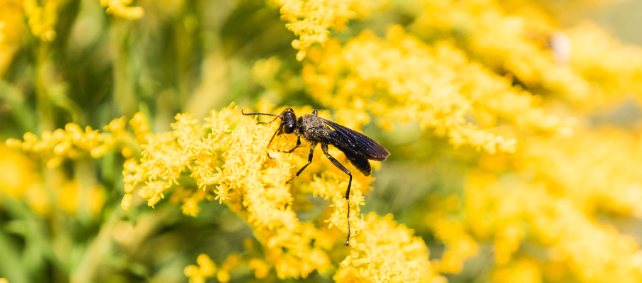 Explorateurs en herbe observation dinsectes au parc